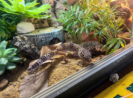 Leopard gecko for rehome
