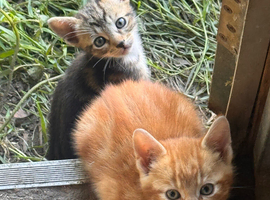 Beautiful kittens