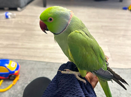 Indian ringneck