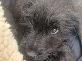 Giant schnauzer x Labrador puppys