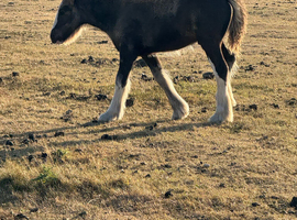 Gypsy cob colt