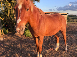 15.2 Chestnut Gelding