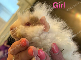 Adorable cute and fluffy baby girl and boy piggies for sale