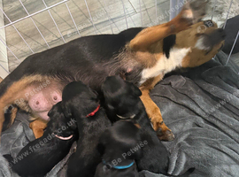 Jackapoo Puppies