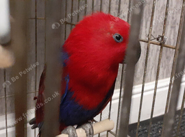 ecletus parrot female