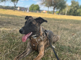 Belgian Malinois x whippet puppy