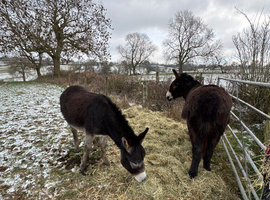 2 Female Jennings Donkeys