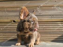 Fluffy french bulldog pup