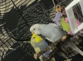 X2 budgies