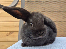 Blsck mini lop doe