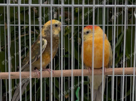 Male and female pair of redrump