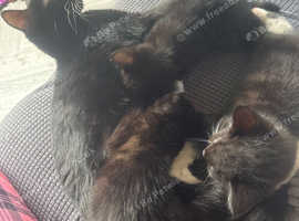3 kittens for sale &pound;20