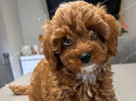 DNA health tested and trained Toy cavapoo