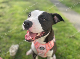 1 year old staffy