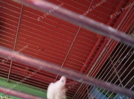 Young Cockatiels for sale