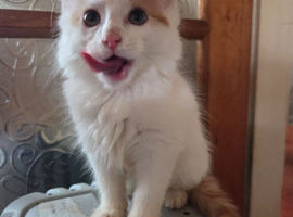 Ron ginger and white