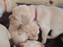 QUALITY Labrador retriever puppies KC Reg