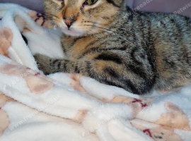 Beautiful female tabby cat