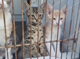 5 kittens ready for new homes