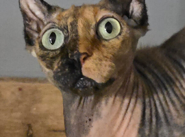 sphynx female elf for adoption