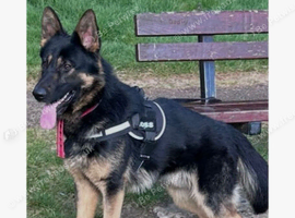 German shepherd