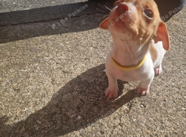 8 week old jack Russell puppy boy