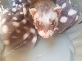 Jill ferret
