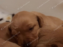 Fox red Labrador puppies