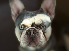 2 years old french bulldog