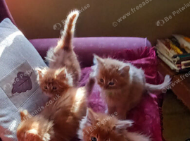 Glorious Ginger Fluffy Persian XTabby kittens