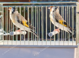Siberian goldfinch