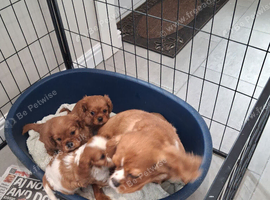 Cavalier King Charles spaniel puppies