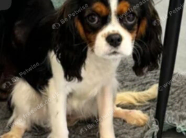 Beautiful female cavalier King Charles