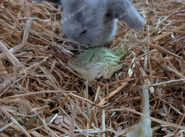 Gorgeous mini-Lop bunnies for sale