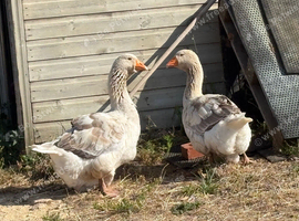 X2 Female Toulouse Geese For Sale