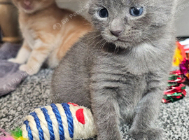 4 kittens looking for their forever homes.