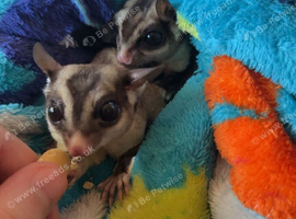 2 male adult sugar gliders