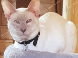 Lilac Point Siamese
