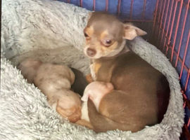 Gorgeous tiny Chihuahua puppies