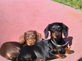 Miniature dachshund