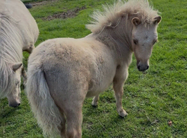 Standard Shetland pony colt