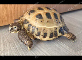 Tortoise 3 years old