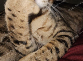 Bengal boy