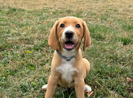 Lab x beagle pups
