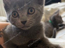 Grey kitten