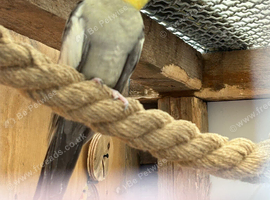 Beautiful Male cockatiel