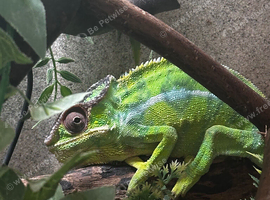 Male Panther Chameleon