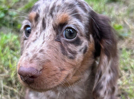 READY NOW&hellip;. Beautiful litter of Miniature Dachshund