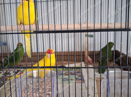 Kakarikis