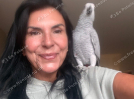 Baby African Grey